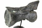 Dinosaur (Camarasaurus) Caudal Vertebrae - Metal Stand #77939-2